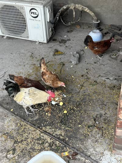 3 Desi Murgi 1 Murga For Sale