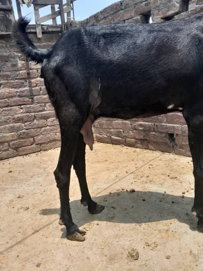 betal goat