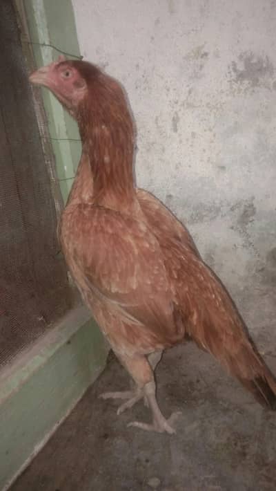 need of money. choras nali ki Female hy white eyes hyn