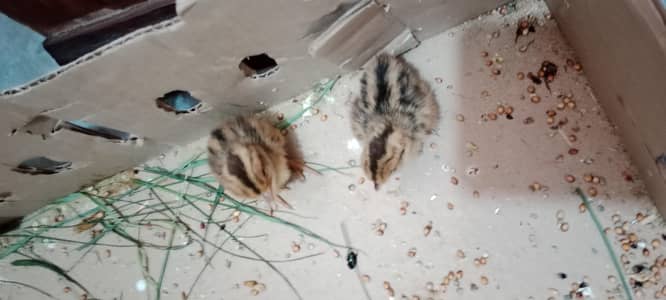 new born pair of teetar