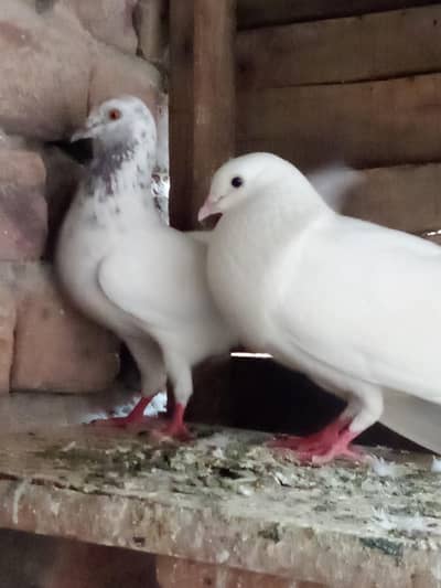Breeder pair3,male pigeons 3 for sell,only 15000