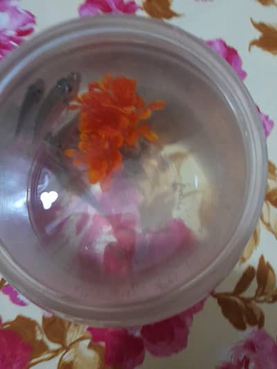 Aquarium bowl with Fishes