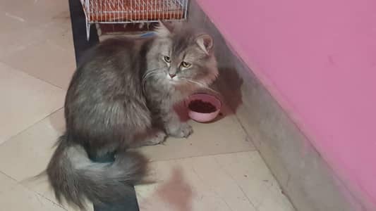 Persian Long Hair Cats For Sale