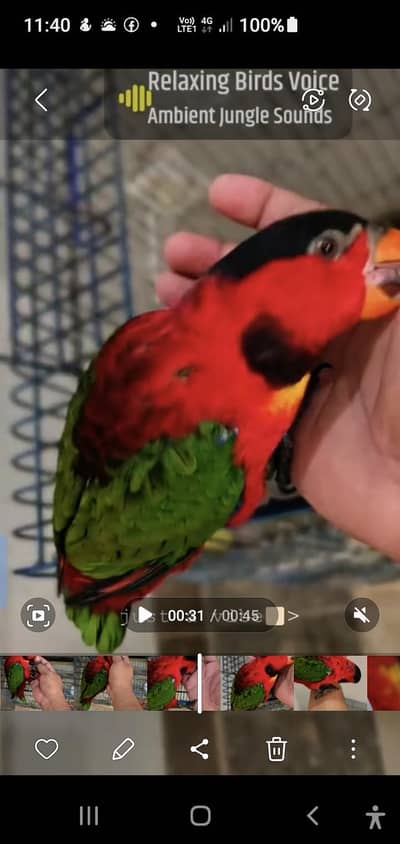 . african gray parrot. yellow ringnik .  Yellow Bip Lori