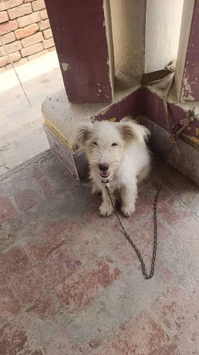 poodle dog male age 3 month hair cut kiye huye hain
