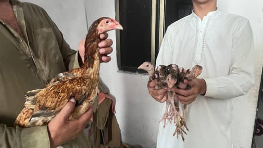 aseel murgi or chiks for sell