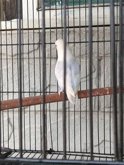 Blue Opaline Pale Fallow