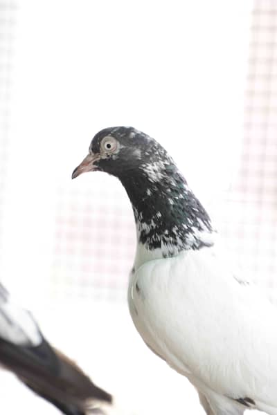 Shaheen ۳ Pigeon Loft