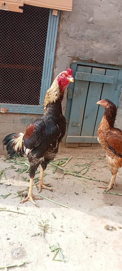 pure Aseel qoulity patha available (03265388681) call.