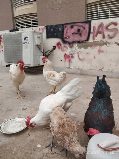 Ghar ky paly huway murgay | Roasters Male Hens