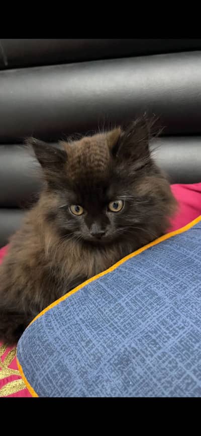 Jet black unique kitten