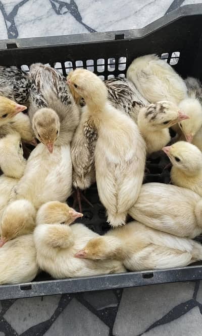Turkey Chicks