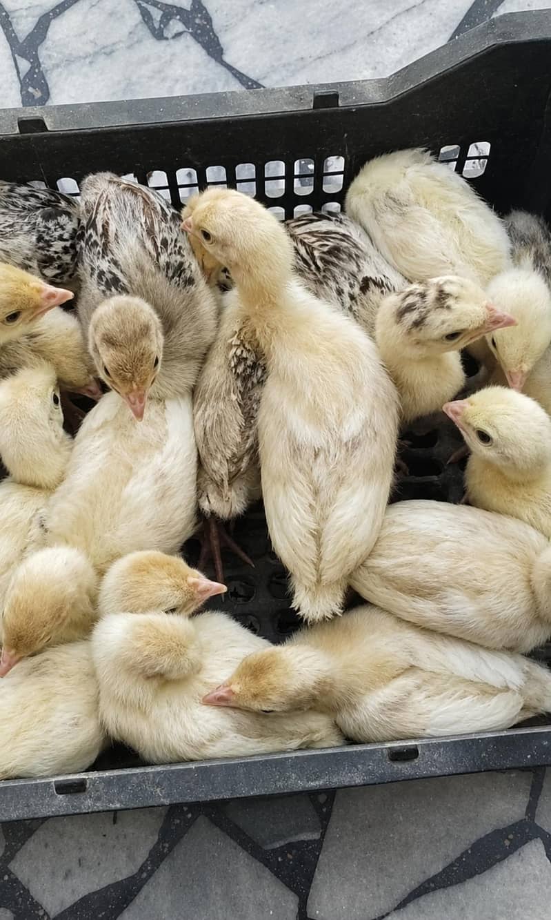 Turkey Chicks 0