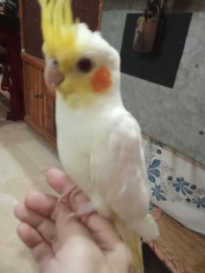 Hand tamed Common white & Eno Cocktaile chick  for sale