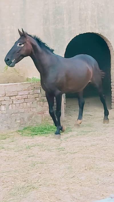 Beautiful Mare. . Pure Bread. High Quality . healthy Breeding.