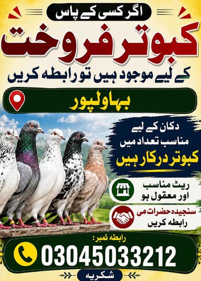 kbotr chiye mjy 03045033212