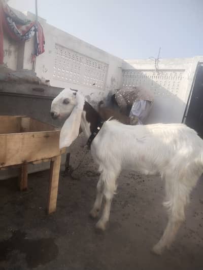 White Bakra