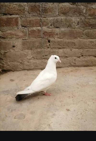 1 Kabotar for sale ha 03426744070