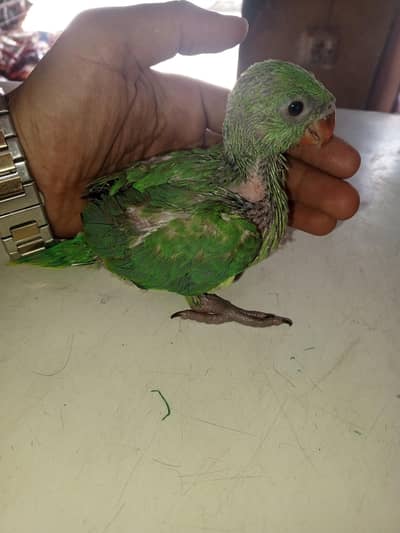 green parrot baby male