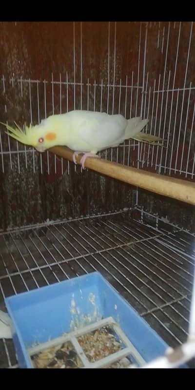 Cockatiels