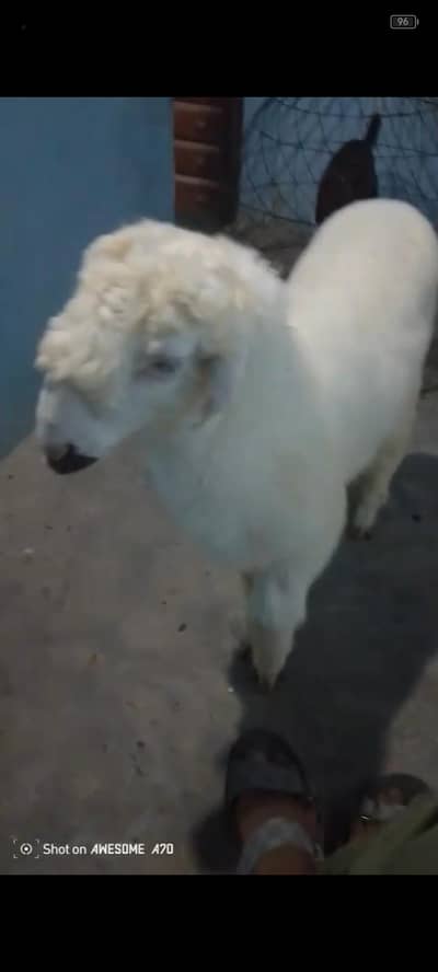 dumba male