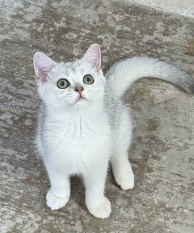 British Shorthair