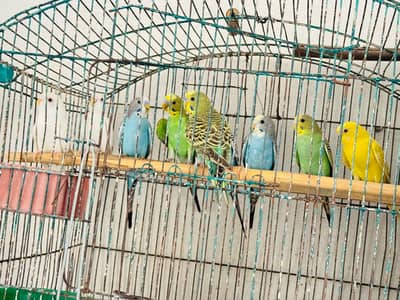 Australian parrots
