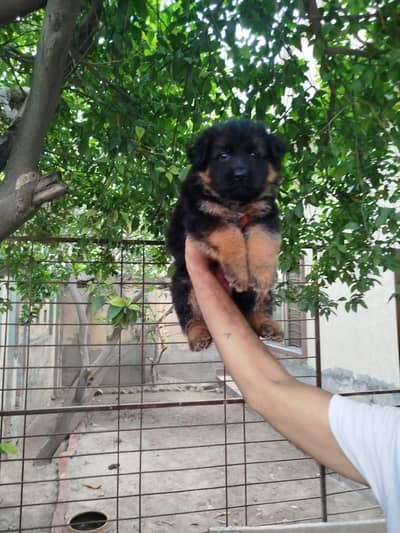 Long coated Black German Shepherd-Pedigree