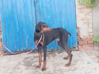 doberman for urgent sale