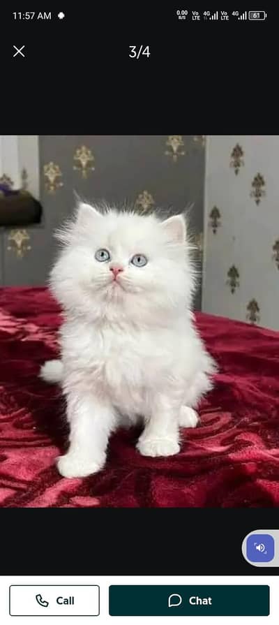 Persian cat triple cod for sale,my WhatsApp03274272410