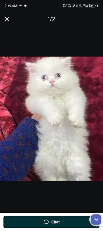 Persian cat triple cod for sale,my WhatsApp03274272410