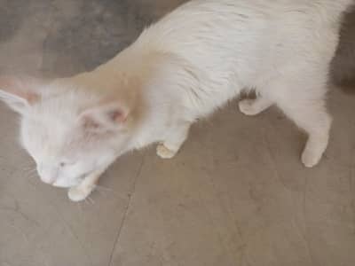 parsian cat for sale