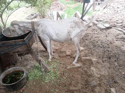 bakri Desi cross for sale