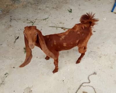 Bakri for sale nasli hai Ghar ma rakhena ka liya achi hai