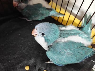 Tame Blue Monk chiks  contact 03099667711