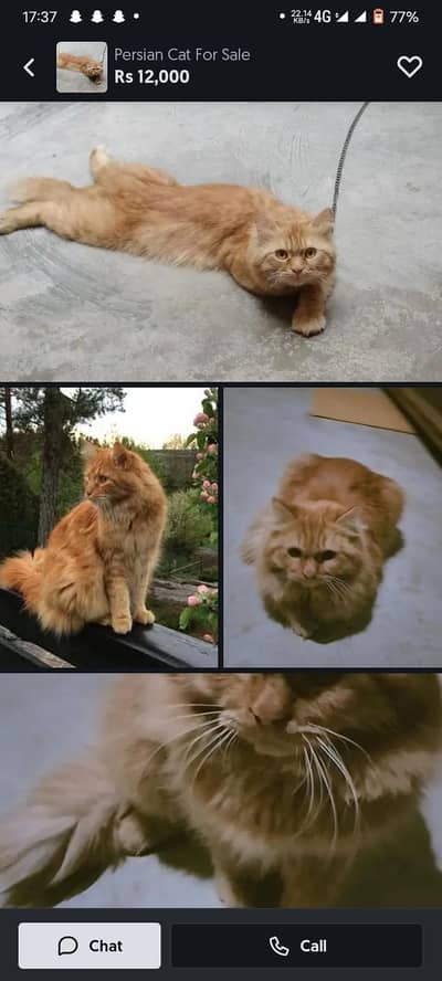 Persian cat fully home trained