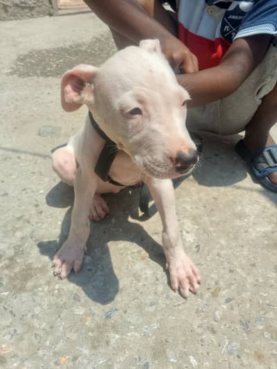 gulitar puppy