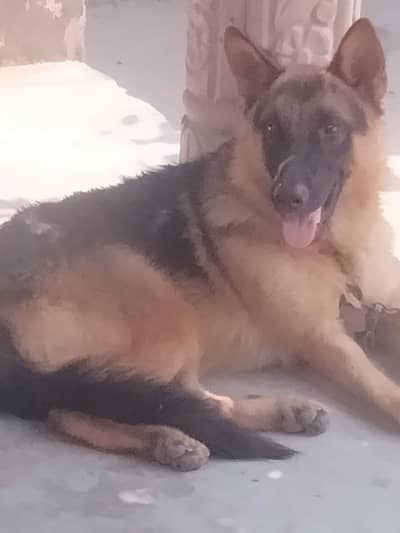 Germon shepherd vaccination hoi ha