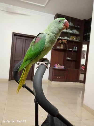talking green parrot