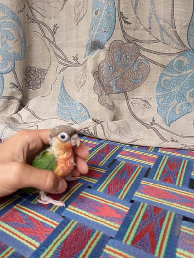GREEN CHICK CONOUR BABY HIGY RED YELLOW FACTOR