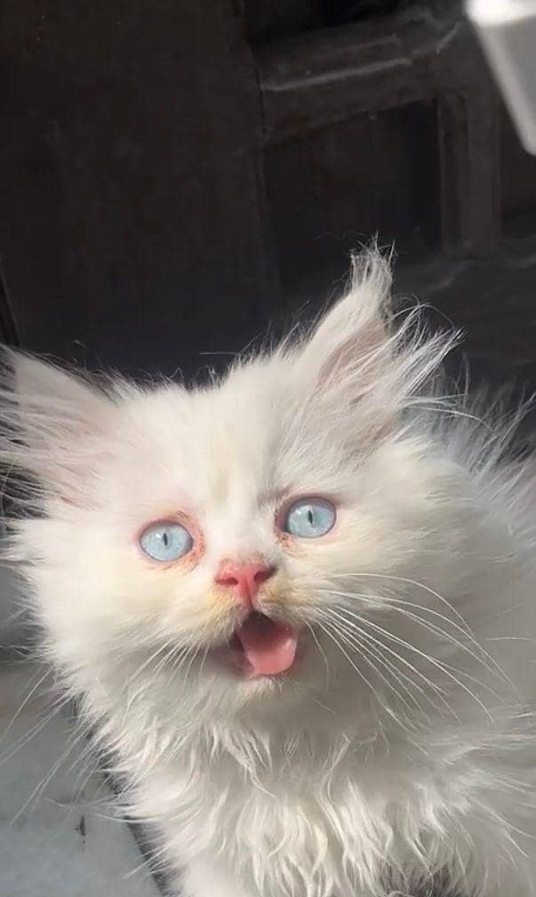 female kittens 1