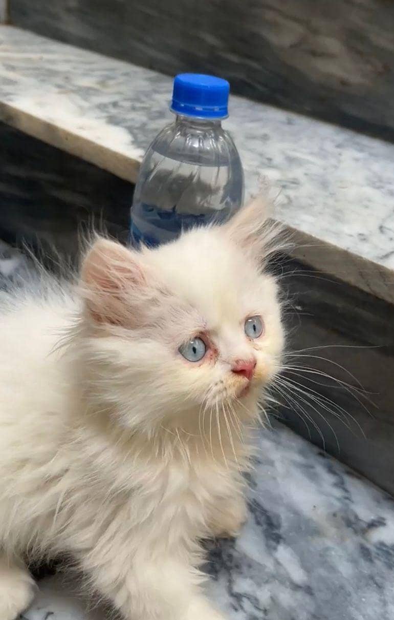 female kittens 2