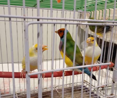 Red eyes gouldian female with split red eyes male pair available