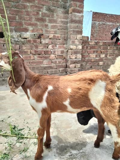 1bkri or 1femail baby achi hight ha bkri ki=03022137384