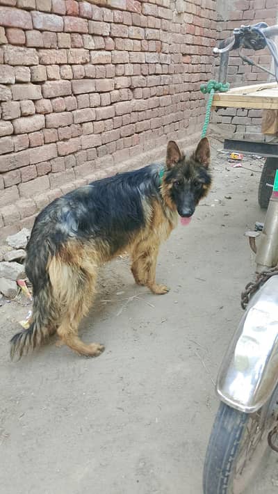 long coat healthy and active