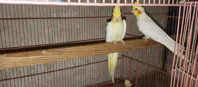 Cocktail breeder pair