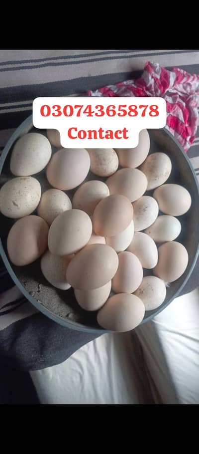 Turkey birds and peacock Eggs for sales