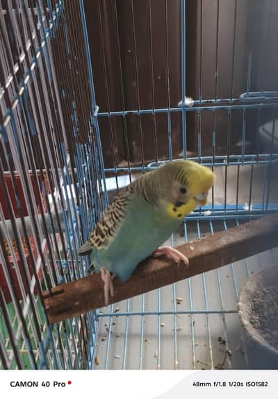 female buddie for sale
