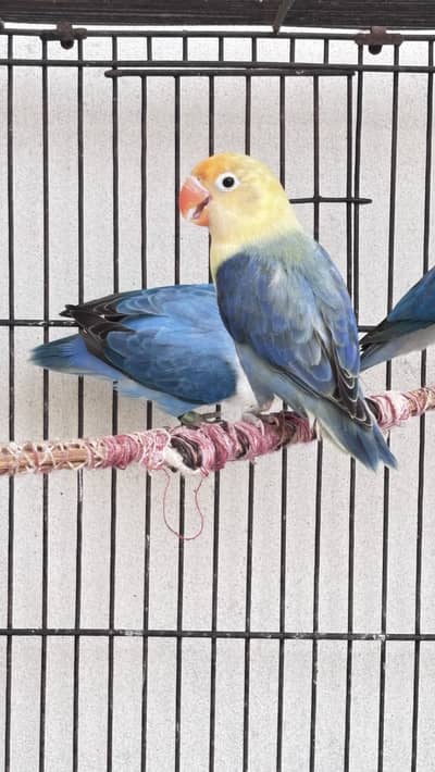 Love birds