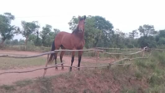 huge horse